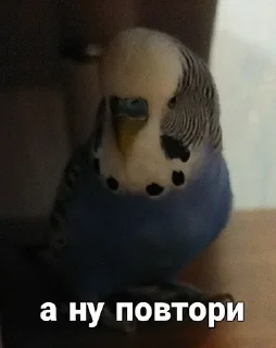 🐦 emoji Кеша Telegram sticker 16 of 57