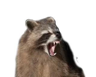 😡 emoji RACCOON Telegram sticker 23 of 57