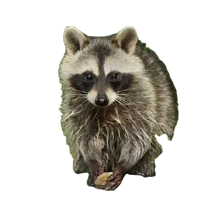 💦 emoji RACCOON Telegram sticker 12 of 57