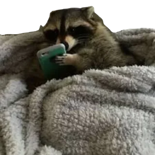 📱 emoji RACCOON Telegram sticker 15 of 57
