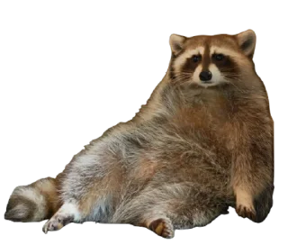 😐 emoji RACCOON Telegram sticker 10 of 57