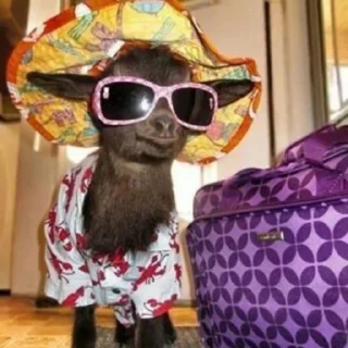 😎 emoji дахакарунская ферма Telegram sticker 1 of 35
