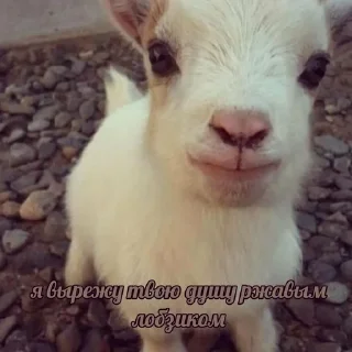 😘 emoji дахакарунская ферма Telegram sticker 22 of 35