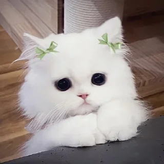 😞 emoji Cute Kitties Telegram sticker 11 of 45