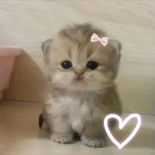 🤍 emoji Cute Kitties Telegram sticker 8 of 45