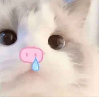 😢 emoji Cute Kitties Telegram sticker 16 of 45