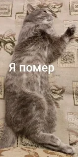 🌟 emoji Ку-ку ёпта Telegram sticker 10 of 24