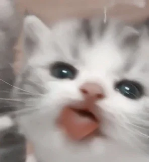 😛 emoji my kittes @ssshhhipuchka Telegram sticker 14 of 43