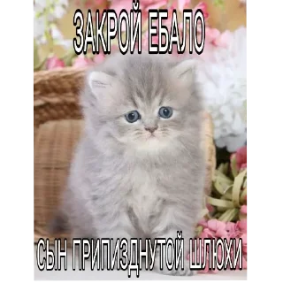 🐱 emoji Стики мамы Telegram sticker 6 of 61