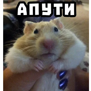 ✊ emoji Хомяки @stickernayaa Telegram sticker 5 of 25