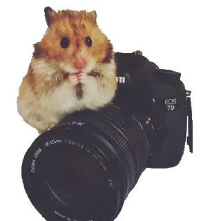 📷 emoji Хомяки @stickernayaa Telegram sticker 16 of 25
