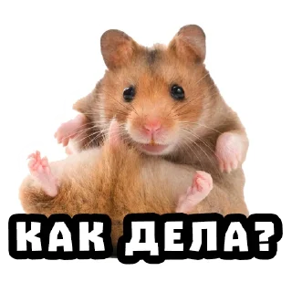 ❓ emoji Хомяки @stickernayaa Telegram sticker 8 of 25