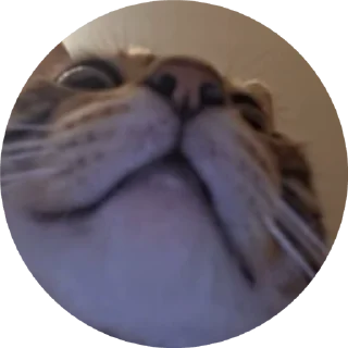 🌟 emoji Брунелло Кучинелли Telegram sticker 4 of 16
