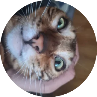 🌟 emoji Брунелло Кучинелли Telegram sticker 6 of 16