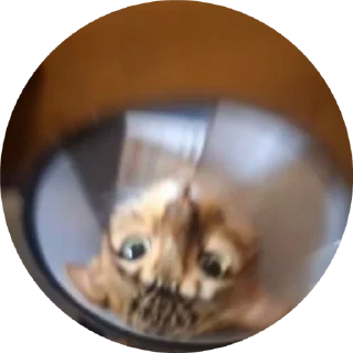 🌟 emoji Брунелло Кучинелли Telegram sticker 5 of 16