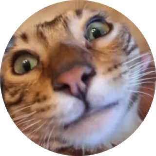 🌟 emoji Брунелло Кучинелли Telegram sticker 16 of 16