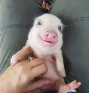 🌟 emoji piglets 🔥 Telegram sticker 8 of 25