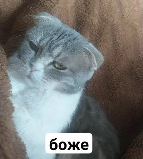 🌟 emoji Кабан Telegram sticker 9 of 43