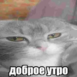 🌟 emoji Кабан Telegram sticker 6 of 43