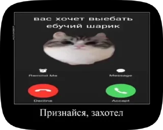 😏 emoji ахуенни кот Telegram sticker 5 of 10