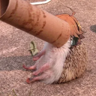 🦔 emoji ежиный припадок Telegram sticker 21 of 28