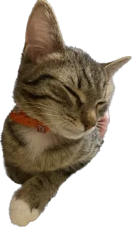 👍 emoji masya_cat😎 Telegram sticker 8 of 25