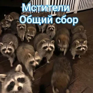 🌟 emoji Енотик Обожрун Telegram sticker 12 of 40