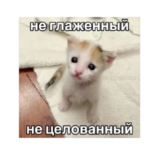 🫥 emoji Енотик Telegram sticker 18 of 43