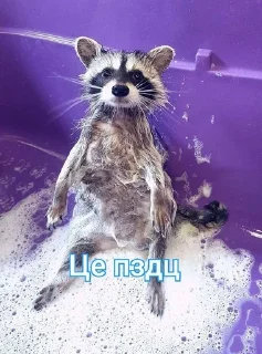 🌟 emoji Енотик Обожрун Telegram sticker 23 of 40