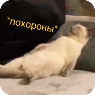 🫥 emoji Енотик Telegram sticker 15 of 43
