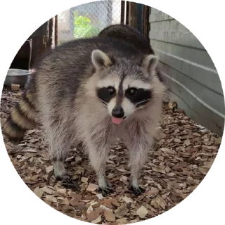 😝 emoji енотик Telegram sticker 12 of 18