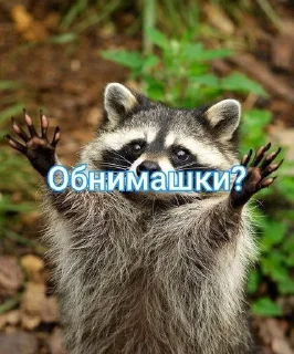 🌟 emoji Енотик Обожрун Telegram sticker 7 of 40