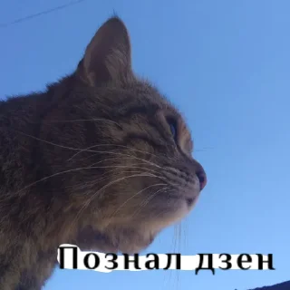 Sticker from Кот