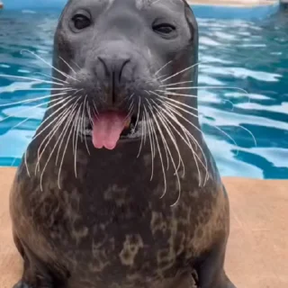 😛 emoji тюлєнчікіііі іриии :: @sealnyashka Telegram sticker 14 of 55