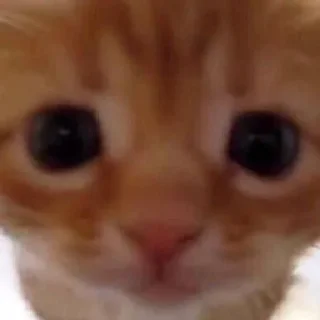😞 emoji Shockedkitties Telegram sticker 13 of 22
