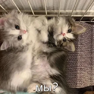 👫 emoji Коты и любовь 💗 Telegram sticker 21 of 97