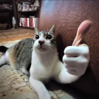 Sticker from котики