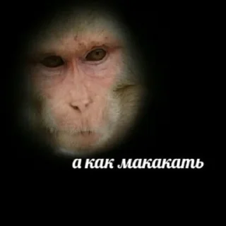 🌟 emoji Пісєчки-Попочки Telegram sticker 12 of 64
