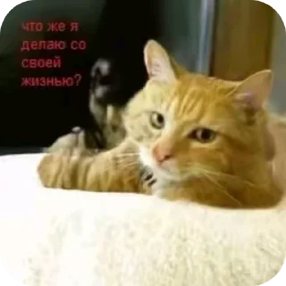 🐱 emoji Чего ты хочешь меня не существует удали етот пак👋 Telegram sticker 16 of 48