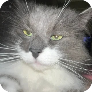 😐 emoji Аріночка Telegram sticker 9 of 16