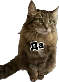✅ emoji Дарья Легенда Telegram sticker 20 of 61