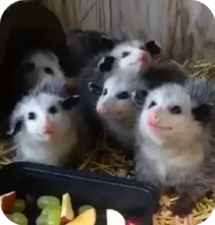 😋 emoji uksus's opossums! Telegram sticker 10 of 120
