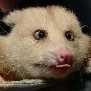 🦝 emoji Таки опоссумы Telegram sticker 10 of 42
