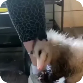 Sticker from uksus's opossums!