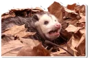 Sticker from Opossum