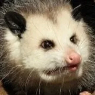 🦝 emoji Таки опоссумы Telegram sticker 5 of 42