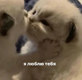 Sticker from мяу влада
