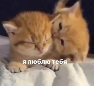 Sticker from мяу влада