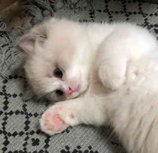 💘 emoji мяу влада Telegram sticker 8 of 63