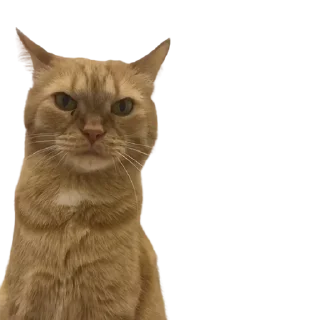 😽 emoji Wilson's dreams Telegram sticker 12 of 74